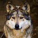 Wolf Stare